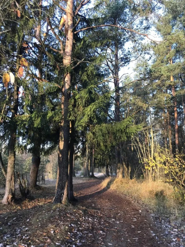 Экскурсия в Комарово